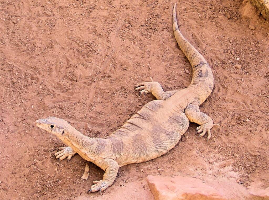 Spencer's Goanna (Varanus spenceri), Alice Springs Reptile Centre