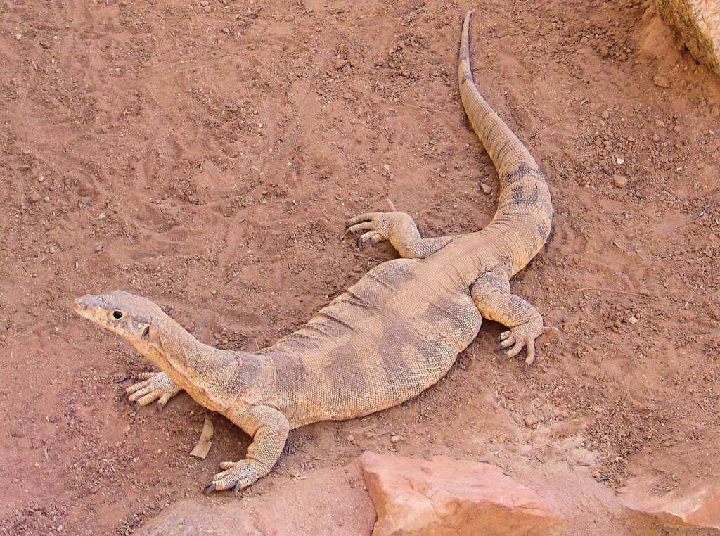 Spencer's Goanna (Varanus spenceri), Alice Springs Reptile Centre