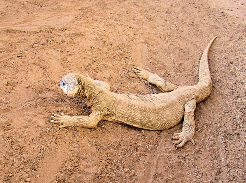 Spencer's Goanna (Varanus spenceri), Alice Springs Reptile Centre