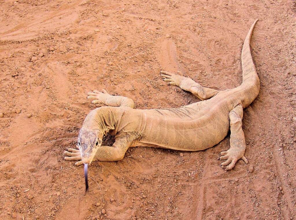 Spencer's Goanna (Varanus spenceri), Alice Springs Reptile Centre