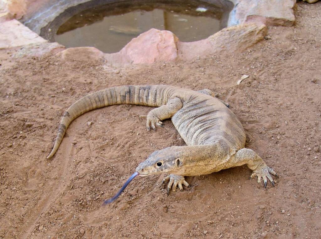Spencer's Goanna (Varanus spenceri), Alice Springs Reptile Centre