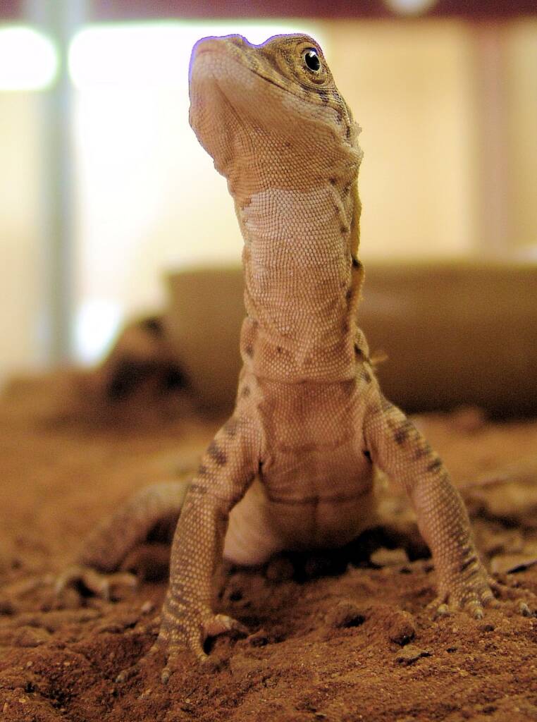 Juvenile Spencer's Goanna (Varanus spenceri), Alice Springs Reptile Centre