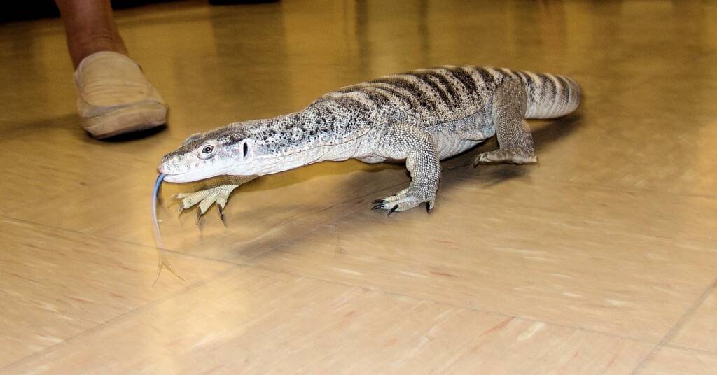 Spencer's Goanna (Varanus spenceri), Alice Springs Reptile Centre