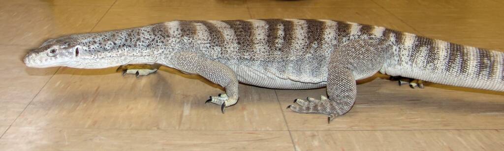 Spencer's Goanna (Varanus spenceri), Alice Springs Reptile Centre