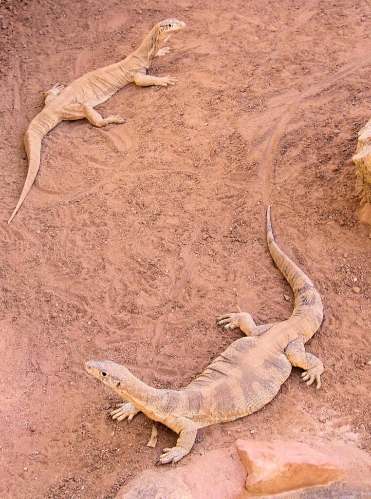 Spencer's Goanna (Varanus spenceri), Alice Springs Reptile Centre