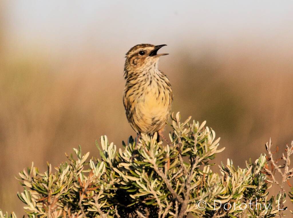 Striated Fieldwren (Calamanthus fuliginosus)