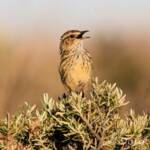 Striated Fieldwren (Calamanthus fuliginosus)