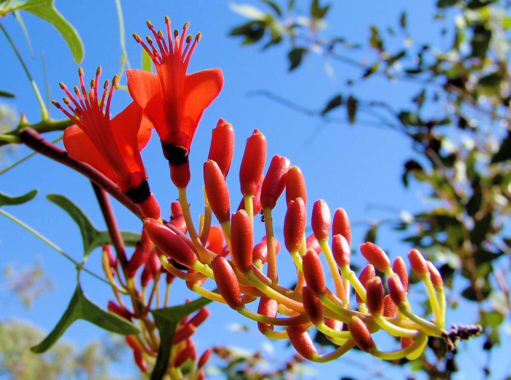 Sturt Bean Tree (Erythrina vespertilio), Olive Pink Botanic Garden.
