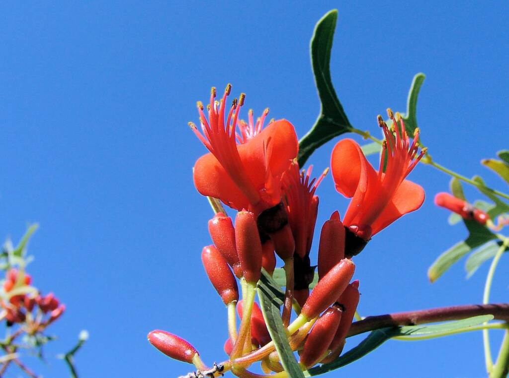 Sturt Bean Tree (Erythrina vespertilio), Olive Pink Botanic Garden.