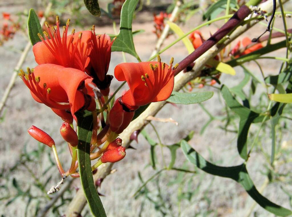 Sturt Bean Tree (Erythrina vespertilio), Olive Pink Botanic Garden.