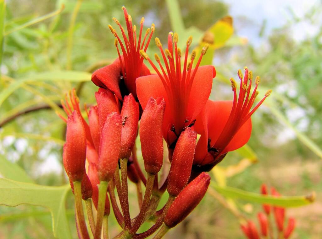 Sturt Bean Tree (Erythrina vespertilio), Olive Pink Botanic Garden.