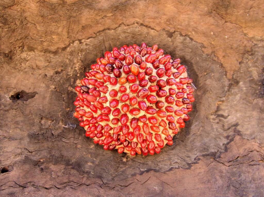 Untitled by artist J9 - (Yaninti seeds, burnt-out log, scrap metal, chain)