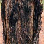 Waddy-wood (Acacia peuce), Alice Springs Desert Park