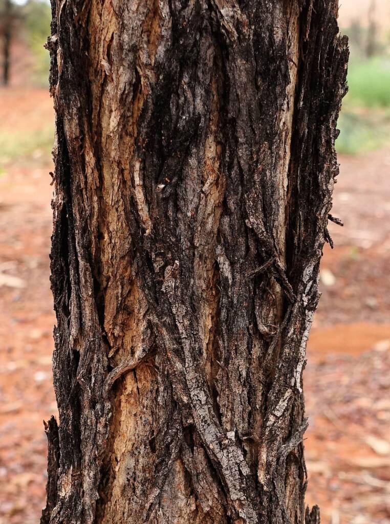 Waddy-wood (Acacia peuce), Alice Springs Desert Park