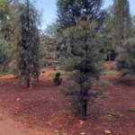 Waddy-wood (Acacia peuce), Alice Springs Desert Park