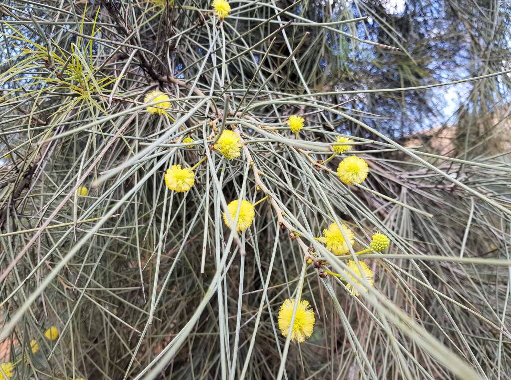 Waddy-wood (Acacia peuce), Alice Springs Desert Park