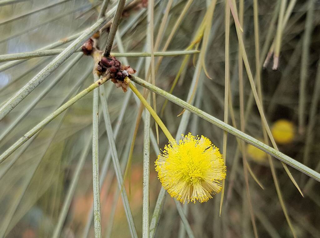 Waddy-wood (Acacia peuce), Alice Springs Desert Park