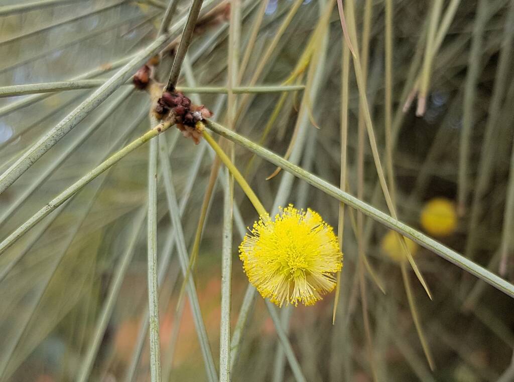 Waddy-wood (Acacia peuce), Alice Springs Desert Park