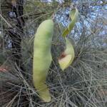 Waddy-wood (Acacia peuce), Alice Springs Desert Park