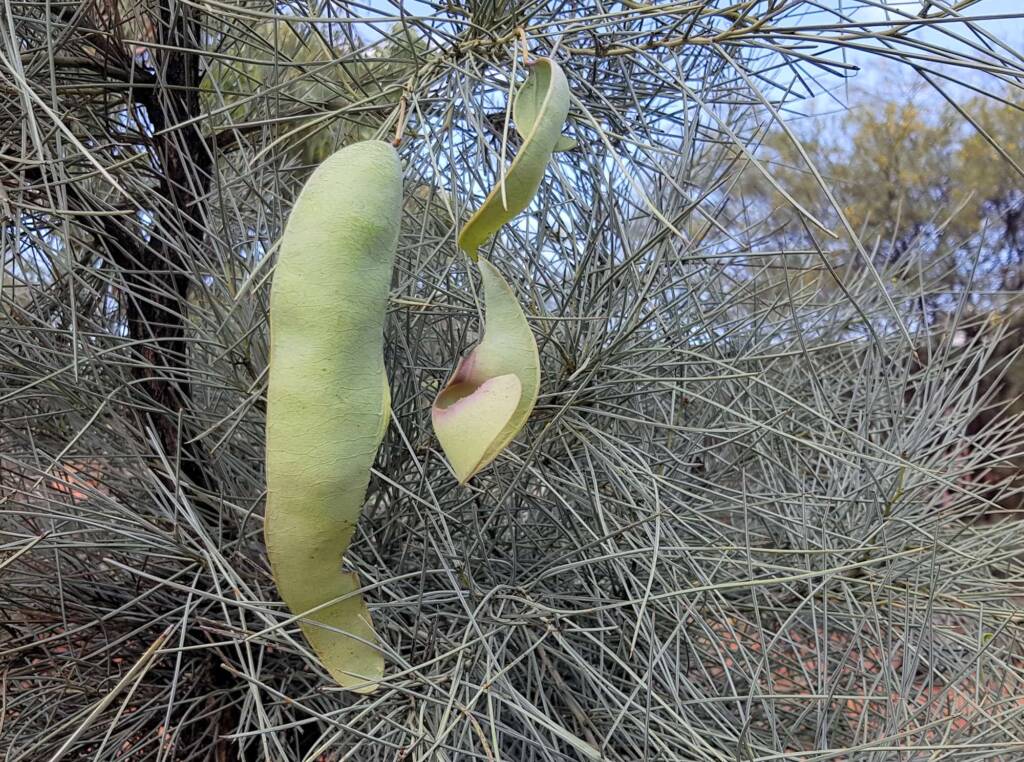 Waddy-wood (Acacia peuce), Alice Springs Desert Park