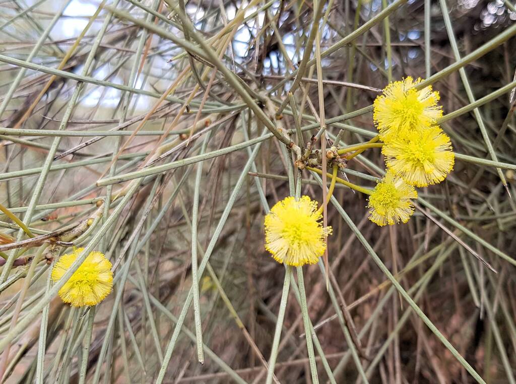 Waddy-wood (Acacia peuce), Alice Springs Desert Park