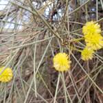 Waddy-wood (Acacia peuce), Alice Springs Desert Park