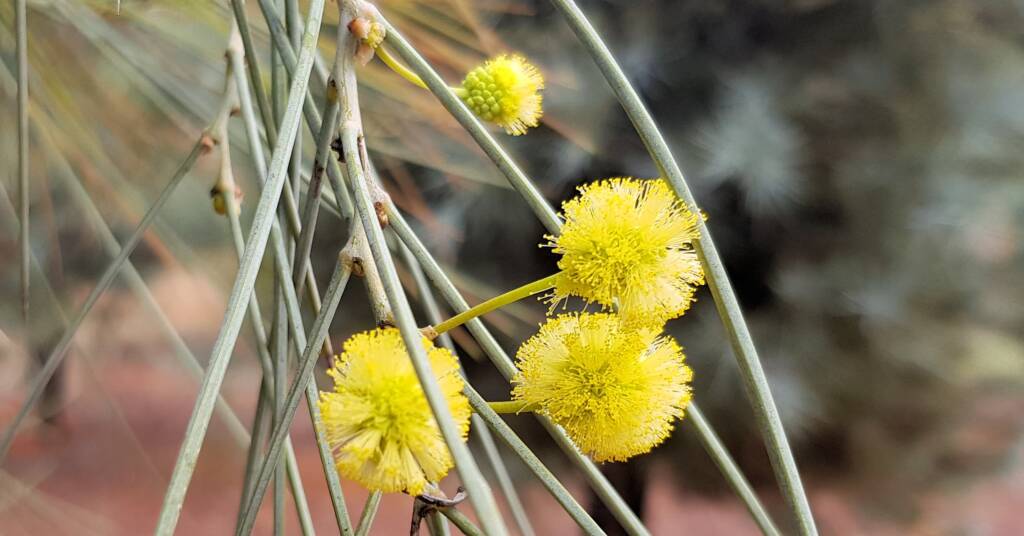 Waddy-wood (Acacia peuce), Alice Springs Desert Park