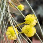 Waddy-wood (Acacia peuce), Alice Springs Desert Park