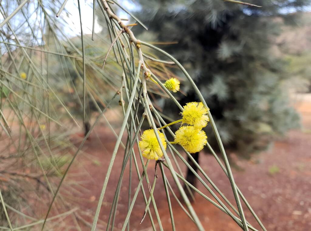 Waddy-wood (Acacia peuce), Alice Springs Desert Park
