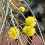 Waddy-wood (Acacia peuce), Alice Springs Desert Park