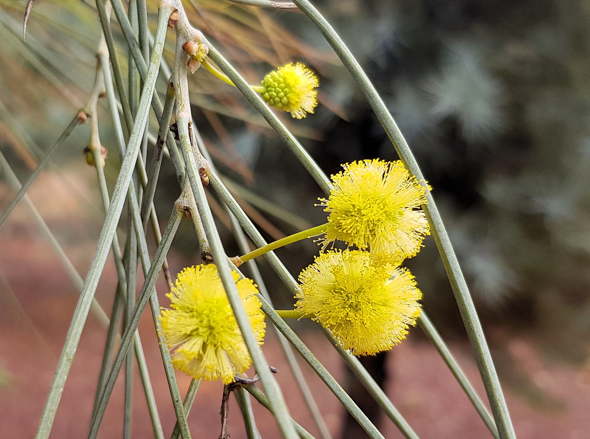 Waddy-wood (Acacia peuce), Alice Springs Desert Park