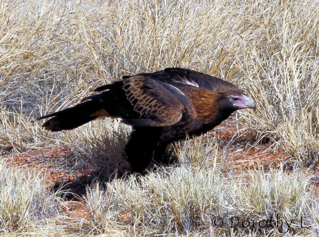 Wedge-tailed Eagle (Aquila audax)
