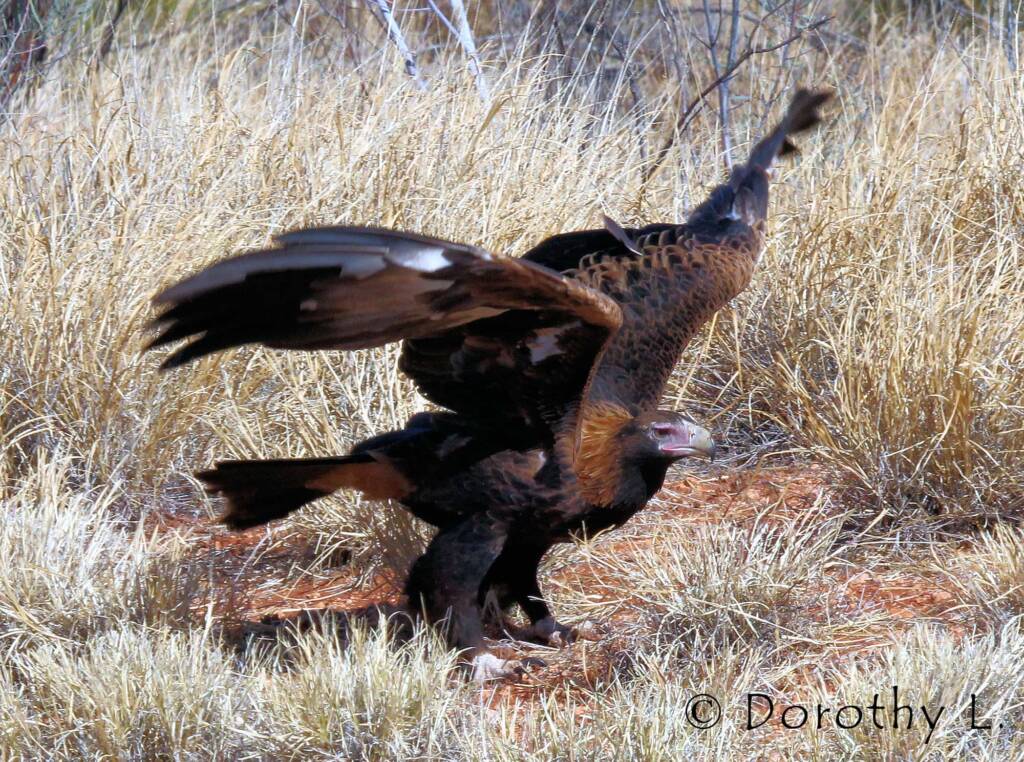 Wedge-tailed Eagle (Aquila audax)