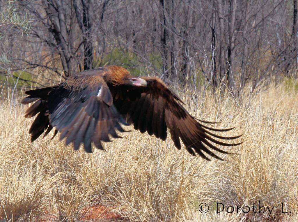 Wedge-tailed Eagle (Aquila audax)