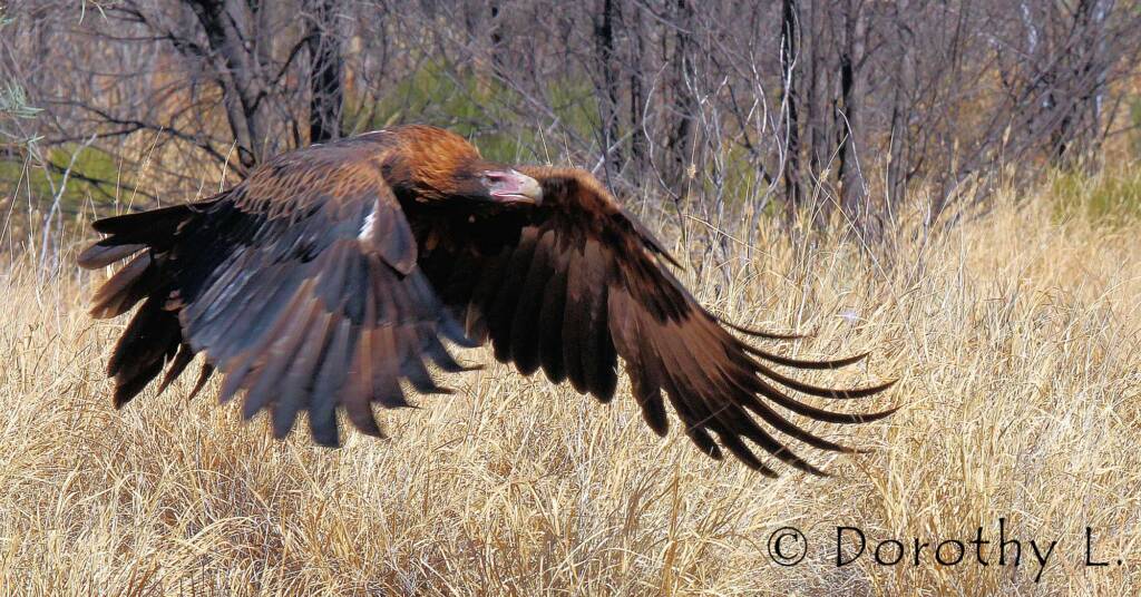 Wedge-tailed Eagle (Aquila audax)
