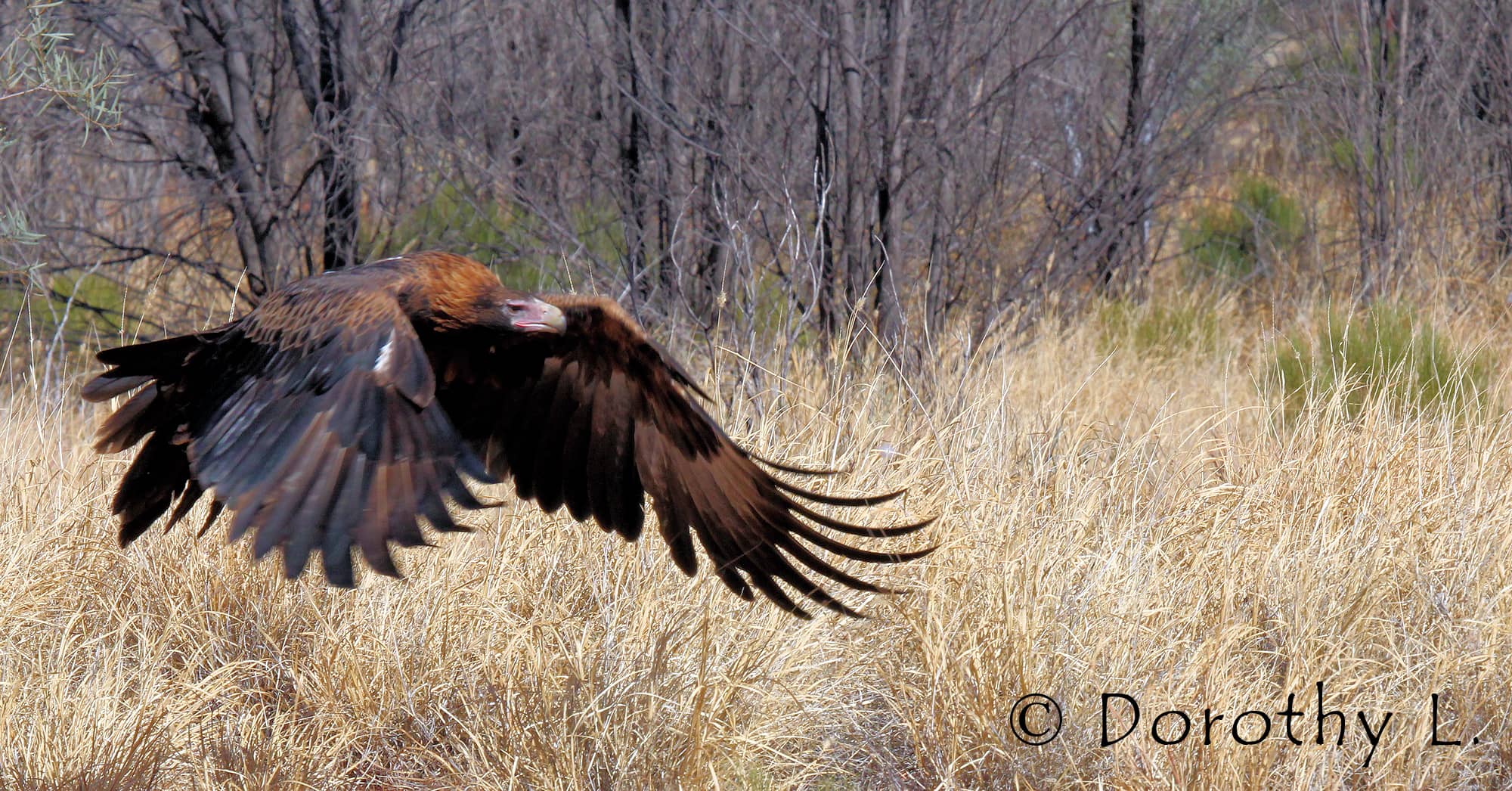 Wedge-tailed Eagle (Aquila audax)