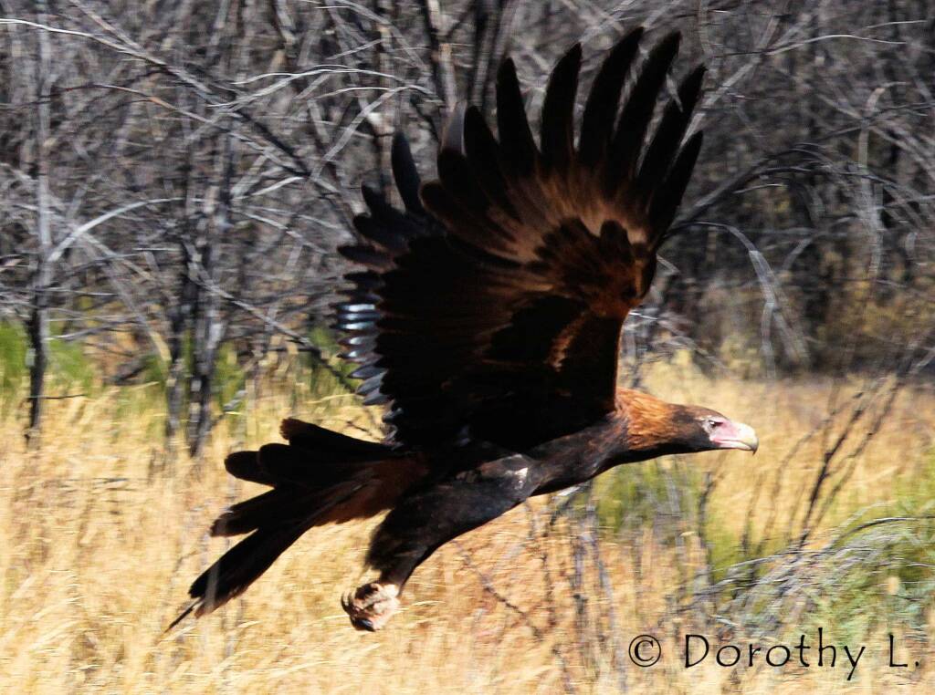 Wedge-tailed Eagle (Aquila audax)