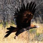 Wedge-tailed Eagle (Aquila audax)