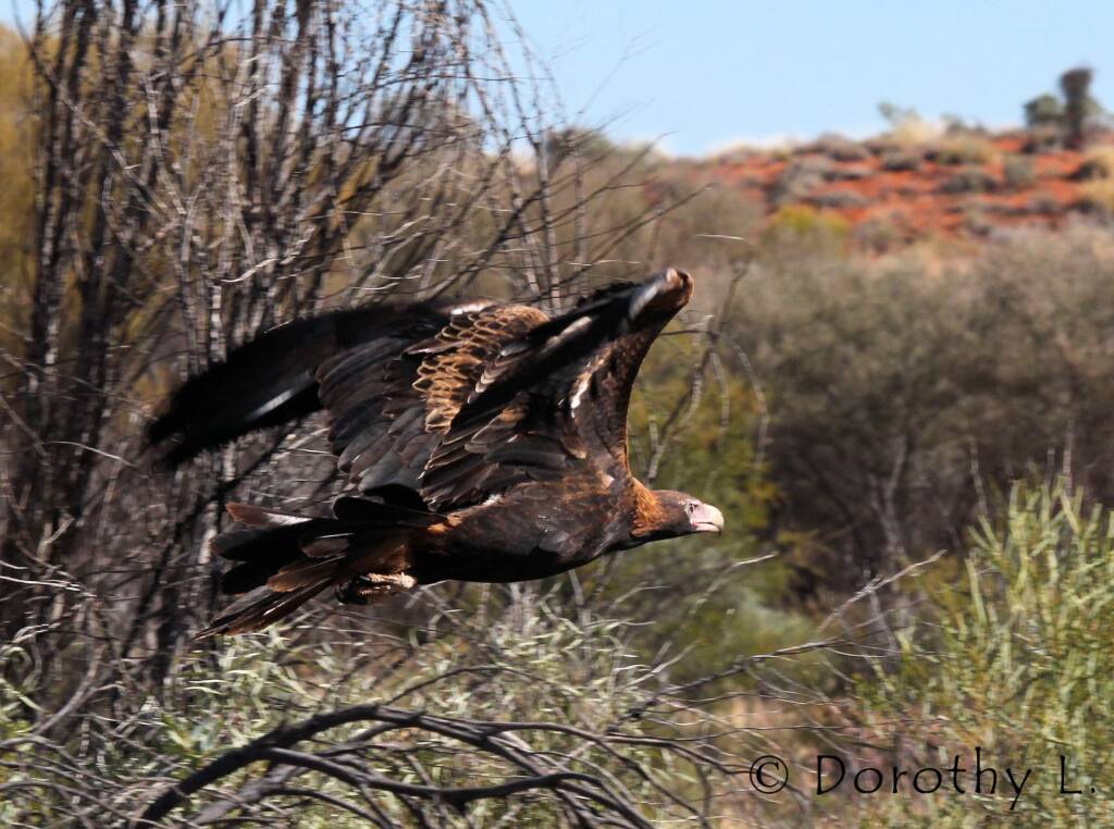 Wedge-tailed Eagle (Aquila audax)