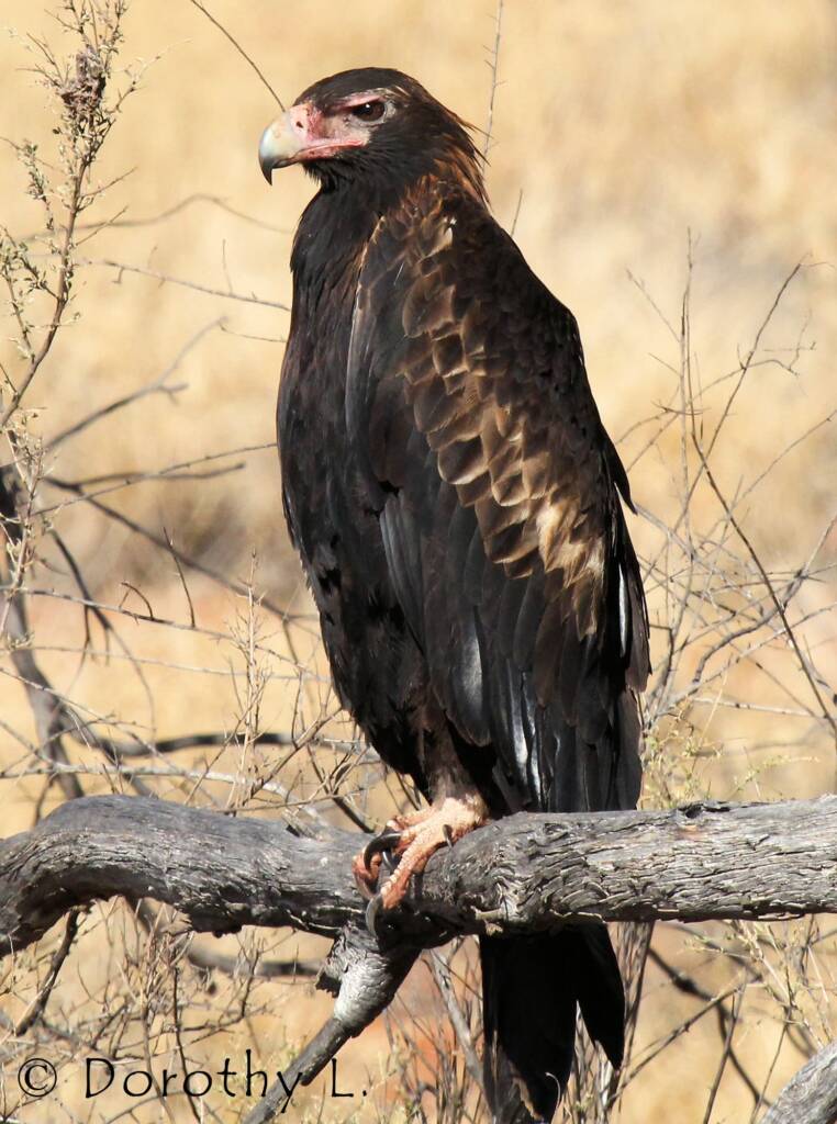 Wedge-tailed Eagle (Aquila audax)