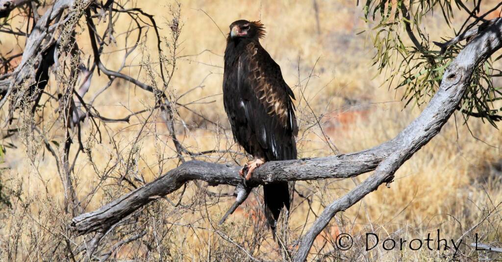 Wedge-tailed Eagle (Aquila audax)