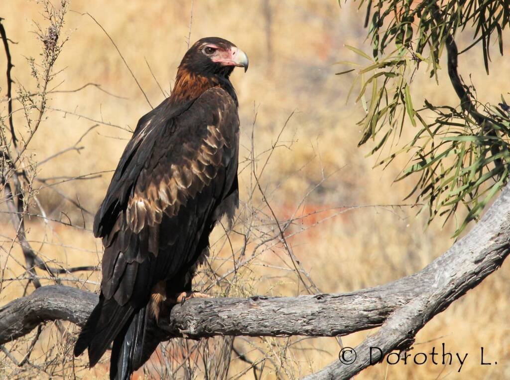 Wedge-tailed Eagle (Aquila audax)