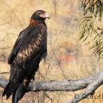 Wedge-tailed Eagle (Aquila audax)