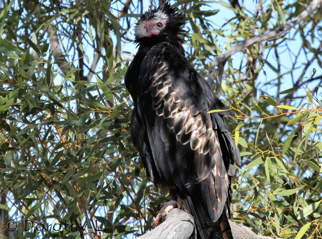 Wedge-tailed Eagle (Aquila audax)