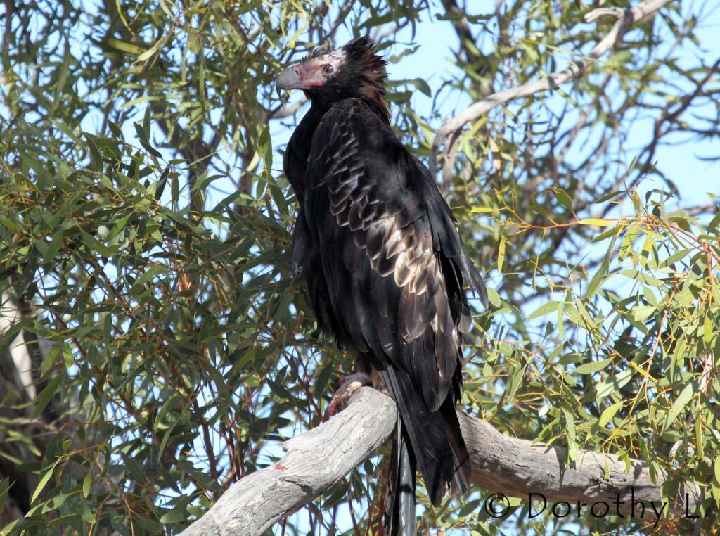 Wedge-tailed Eagle (Aquila audax)