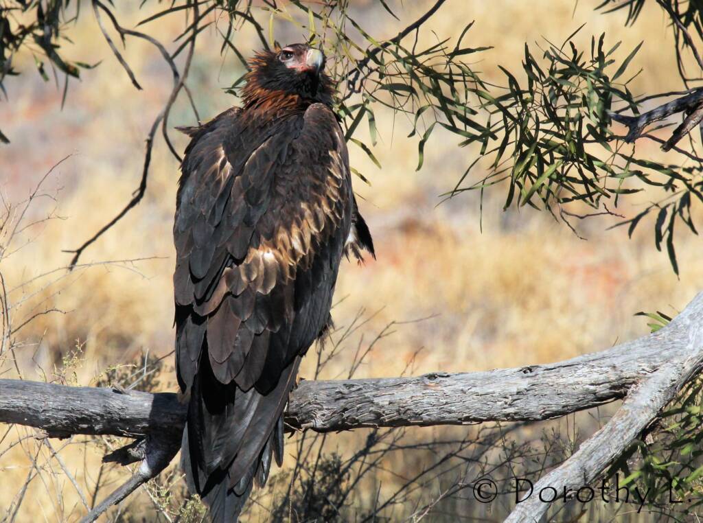 Wedge-tailed Eagle (Aquila audax)
