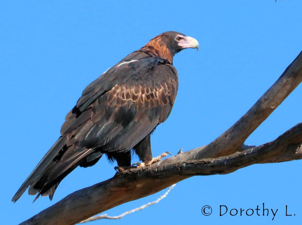 Wedge-tailed Eagle (Aquila audax)