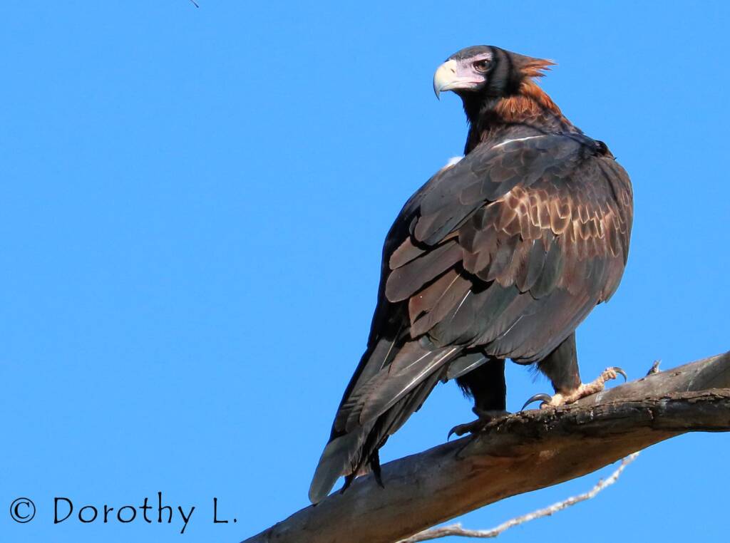 Wedge-tailed Eagle (Aquila audax)