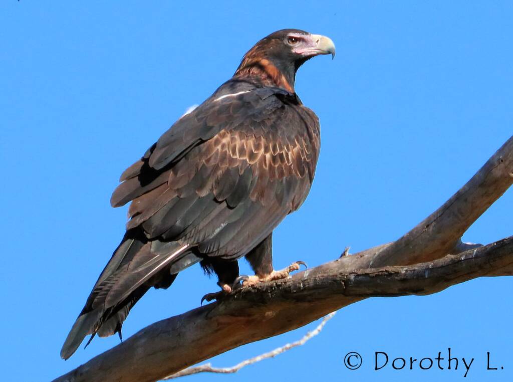 Wedge-tailed Eagle (Aquila audax)