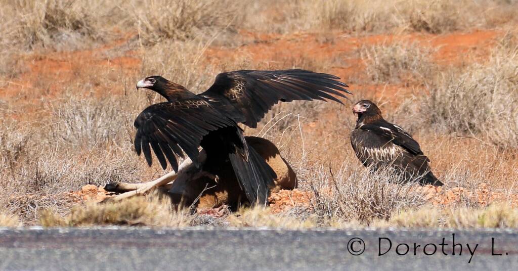 Wedge-tailed Eagle (Aquila audax)